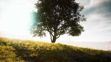 paisagem panorâmica com árvore solitária entre colinas verdes video