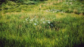 colinas verdes con hierba fresca y flores silvestres a principios de verano video