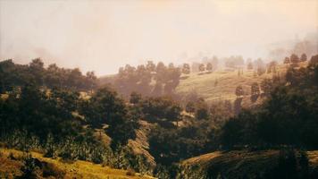 green trees in canyon at sunset with fog video