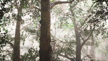 foresta estiva con nebbia profonda video