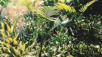 8k cerrar naturaleza tropical hojas verdes y hierba foto