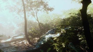hyperlapse of tropic rainforest jungle with fog and sun rays photo