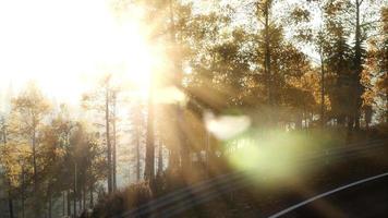 Road in the Forest photo