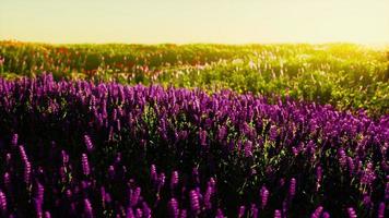 wild meadow with blooming wildflowers in soft early morning or sunset sunlight photo