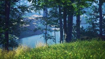 grünes gras im wald am sonnigen sommermorgen video