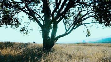 Old linden tree on autumn hill meadowy video