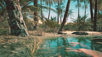 oasis de verdure avec étang dans le désert du sahara video