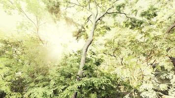 selva tropical nublada y rayos de sol brillantes a través de las ramas de los árboles video