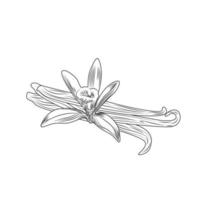 Hand drawn vanilla flower seed plant branch leaf. vector