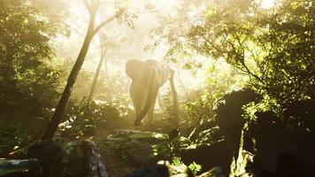 éléphant mâle sauvage dans la jungle avec un épais brouillard video