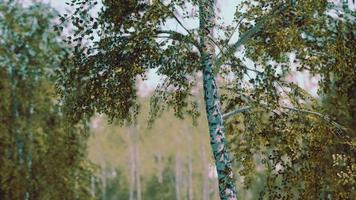 birch forest in sun rays in the mornings video