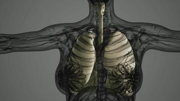 análisis de anatomía científica de los pulmones humanos video