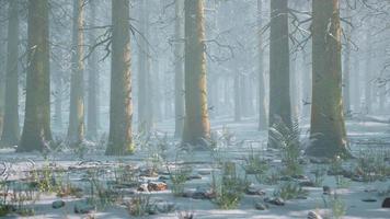 winter foggy beech and spruce forest scene video