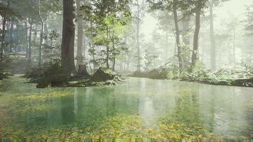 zonsopgang met zonnestralen door het bos bij het meer video