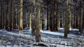 snow covered conifer forest at sunny day video