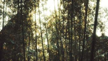8k floresta de bambu asiática com luz solar video