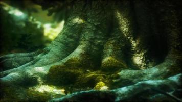 tree with moss on roots in a green forest video