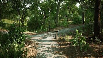 piste cyclable vide dans le parc forestier video