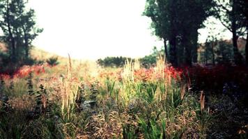 Idyllic landscape in the Alps with fresh green meadows video