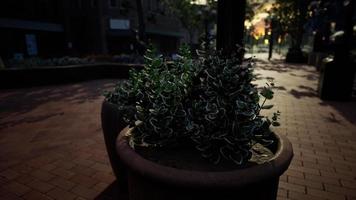 Decorative pots with plants on the sidewalk video