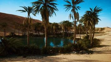 oásis com palmeiras no deserto video