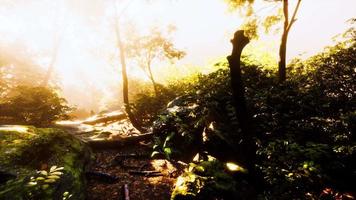 hyperlapse timelapse of beautiful tropical jungle video