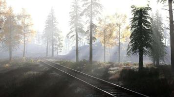 empty railway goes through foggy forest in morning video