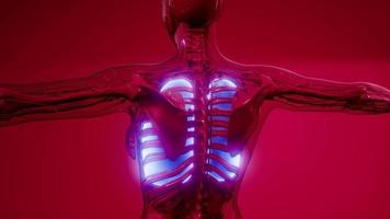 wetenschappelijke anatomie scan van menselijke longen video