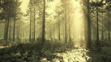 floresta de pinheiros iluminada pelo sol da manhã em um dia nublado no início da primavera video
