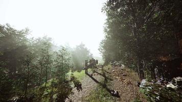 bela manhã de verão no hyperlapse da floresta video