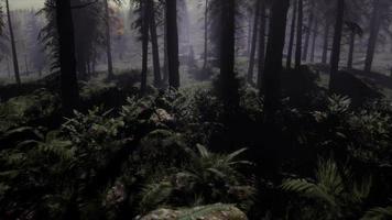 8k misty carpathian spruce forest at night