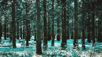 foresta di conifere innevata in una giornata di sole video