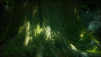 forest landscape with old massive trees and mossy stones video