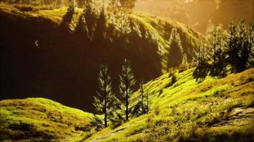 coucher de soleil en montagne avec herbe verte et arbres video