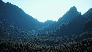 paisaje de bosque de montaña bajo el cielo de la tarde video