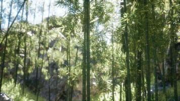 Bosque de bambu arashiyama tranquilo ventoso de 8k video