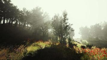 sun is shining through the trees in a young forest timelapse video