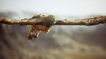 toma de cámara lenta extrema de águila video