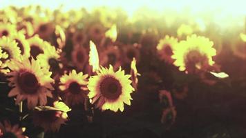 veel felgele grote zonnebloemen in plantagevelden bij avondzonsondergang video