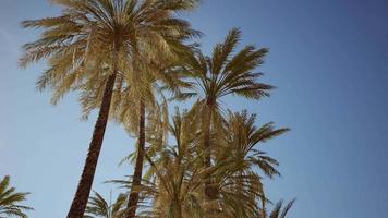 view of the palm trees passing by under blue skies video