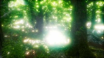 8k mattina nella nebbiosa foresta primaverile con i raggi del sole video