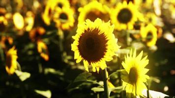 campo de girasoles al atardecer video