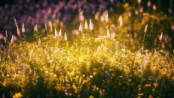 solnedgång i fältet vilda blommor video