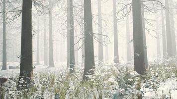 winter pine forest with fog in the background video