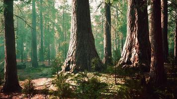 Riesenmammutbäume im Riesenwaldhain im Sequoia-Nationalpark video