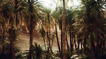 palmiers à l'intérieur des dunes