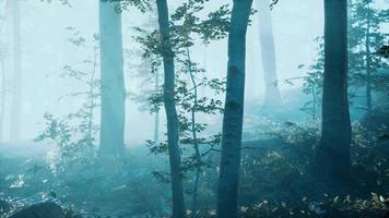 morning fog in deep forest video