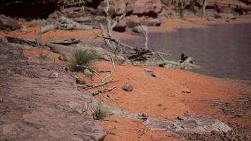 alberi vicino al fiume Colorado nel Grand Canyon video