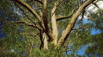 Eukalyptus im roten Zentrum Australiens video