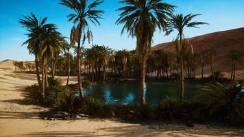 oasis with palm trees in desert video